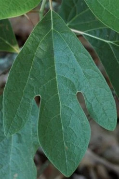 Sassafras Tree (Sassafras Albidium) - 3 Gallon Pot -Wilson Bros Gardens sassafras albidum 1
