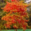Sassafras Tree (Sassafras Albidium) - 3 Gallon Pot -Wilson Bros Gardens sassafras albidum 14