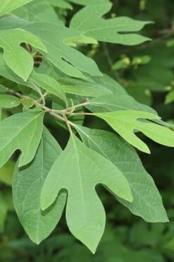 Sassafras Tree (Sassafras Albidium) - 3 Gallon Pot -Wilson Bros Gardens sassafras albidum 2