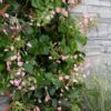 Rose Sensation Pink Climbing Hydrangea Vine - 1 Gallon Pot 1 Rose Sensation Pink Climbing Hydrangea Vine - 1 Gallon Pot -Wilson Bros Gardens schizophragma hydrangeoides rose sensation climbing hydrangea 101