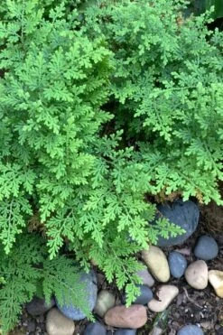 Arborvitae Fern (Selaginella Braunii) - 1 Gallon Pot -Wilson Bros Gardens selaginella braunii arborvitae fern 2