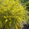 Fireworks Goldenrod (Solidago) - 1 Gallon Pot -Wilson Bros Gardens solidago rugosum fireworks goldenrod 26