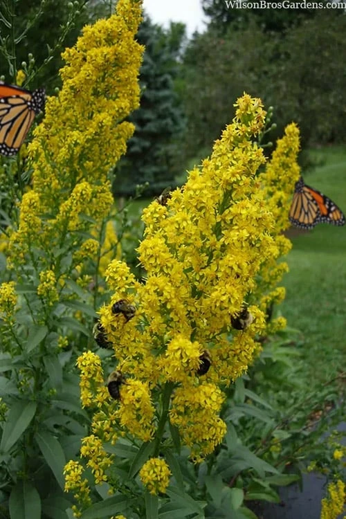 Showy Goldenrod (Solidago Speciosa) - 1 Gallon Pot 3 Showy Goldenrod (Solidago Speciosa) - 1 Gallon Pot