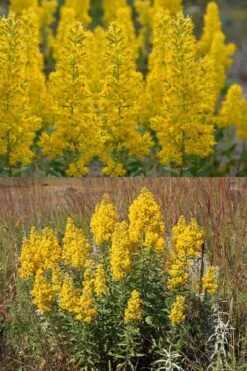 Showy Goldenrod (Solidago Speciosa) - 1 Gallon Pot 10 Showy Goldenrod (Solidago Speciosa) - 1 Gallon Pot -Wilson Bros Gardens solidago speciosa showy goldenrod 5