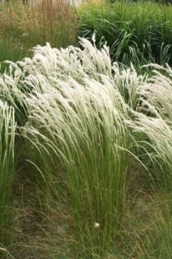 Peruvian Feather Grass (Stipa Ichu) - 1 Gallon Pot -Wilson Bros Gardens stipa ichu peruvian feather grass 14