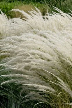 Peruvian Feather Grass (Stipa Ichu) - 1 Gallon Pot -Wilson Bros Gardens stipa ichu peruvian feather grass 7