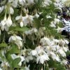 Fragrant Fountain Weeping Japanese Snowbell Tree - 5 Gallon Pot -Wilson Bros Gardens styrax japonica fragrant fountain weeping japanese snowbell tree 3