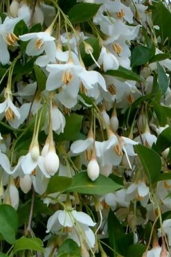 Fragrant Fountain Weeping Japanese Snowbell Tree - 5 Gallon Pot -Wilson Bros Gardens styrax japonica fragrant fountain weeping japanese snowbell tree 6