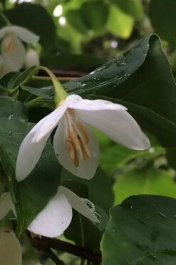 Fragrant Fountain Weeping Japanese Snowbell Tree - 5 Gallon Pot -Wilson Bros Gardens styrax japonica fragrant fountain weeping japanese snowbell tree 7