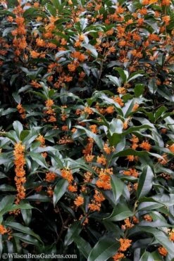 Fragrant Orange Tea Olive - Osmanthus Fragrans Aurantiacus - 6 Pack Of 1 Gallon Pots -Wilson Bros Gardens tea olive orange 103 1