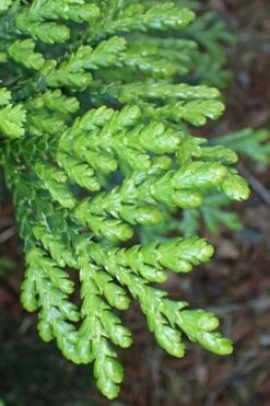Hiba Arborvitae (Thujopsis Dolabrata) - 3 Gallon Pot -Wilson Bros Gardens thujopsis dolabrata hiba arborvitae 11