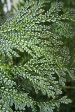 Hiba Arborvitae (Thujopsis Dolabrata) - 3 Gallon Pot -Wilson Bros Gardens thujopsis dolabrata hiba arborvitae 7