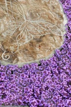 Caborn Wine & Roses Creeping Thyme - 5 Pack Of Pint Pots -Wilson Bros Gardens thymus caborn wine and roses 2