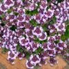Caborn Wine & Roses Creeping Thyme - 5 Pack Of Pint Pots -Wilson Bros Gardens thymus caborn wine and roses 3
