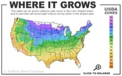 Comtesse De Bouchaud Clematis - 1 Gallon Pot -Wilson Bros Gardens usda zone map 7