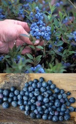Wild Lowbush Blueberry Plant - 1 Gallon 15 Wild Lowbush Blueberry Plant - 1 Gallon -Wilson Bros Gardens vaccinium angustifolium low bush blueberry 10