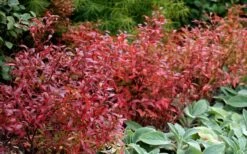 Wild Lowbush Blueberry Plant - 1 Gallon 19 Wild Lowbush Blueberry Plant - 1 Gallon -Wilson Bros Gardens vaccinium angustifolium low bush blueberry 2