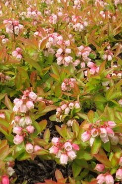 Wild Lowbush Blueberry Plant - 1 Gallon 18 Wild Lowbush Blueberry Plant - 1 Gallon -Wilson Bros Gardens vaccinium angustifolium low bush blueberry 4