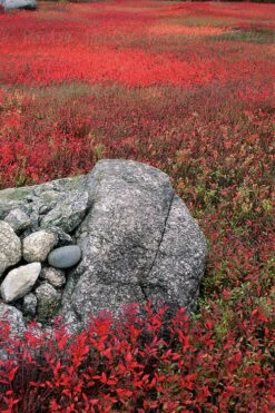 Wild Lowbush Blueberry Plant - 1 Gallon 17 Wild Lowbush Blueberry Plant - 1 Gallon -Wilson Bros Gardens vaccinium angustifolium low bush blueberry 7
