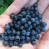 Wild Lowbush Blueberry Plant - 1 Gallon 1 Wild Lowbush Blueberry Plant - 1 Gallon -Wilson Bros Gardens vaccinium angustifolium low bush blueberry 8
