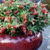 Red Candy Ligonberry (Vaccinum Vitis-idaea) - 1 Gallon -Wilson Bros Gardens vaccinum vitis idaea red candy ligonberry 3
