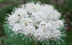 Maple Leaf Viburnum - 3 Pack Of 1.5 Quart Pots 21 Maple Leaf Viburnum - 3 Pack Of 1.5 Quart Pots -Wilson Bros Gardens viburnum acerifolium maple leaf 15 1