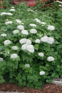 Maple Leaf Viburnum - 1 Gallon Pot -Wilson Bros Gardens viburnum acerifolium maple leaf 16