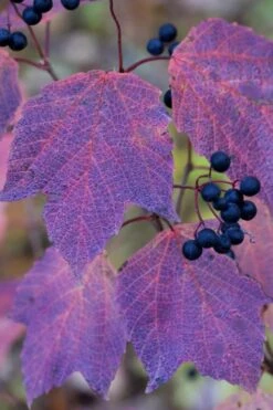 Maple Leaf Viburnum - 3 Pack Of 1.5 Quart Pots 20 Maple Leaf Viburnum - 3 Pack Of 1.5 Quart Pots -Wilson Bros Gardens viburnum acerifolium maple leaf 3 1
