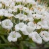 Mohican Arrowwood Viburnum - 6 Gallon Pot (4-5') -Wilson Bros Gardens viburnum lantana mohican 2