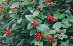 Mohican Arrowwood Viburnum - 6 Gallon Pot (4-5') -Wilson Bros Gardens viburnum lantana mohican 3