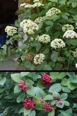 Mohican Arrowwood Viburnum - 6 Gallon Pot (4-5') -Wilson Bros Gardens viburnum lantana mohican 4