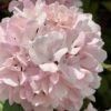 Kern's Pink Snowball Viburnum Bush - 2 Gallon Pot -Wilson Bros Gardens viburnum plicatum kerns pink snowball 2