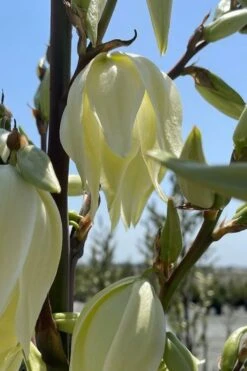 Silver Anniversary Yucca - 1 Gallon Pot -Wilson Bros Gardens yucca silver anniversary 2