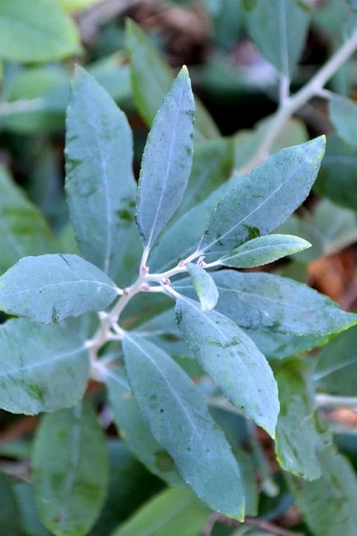 Woodlanders Blue Dusty Zenobia (Honeycup) - 1 Gallon Pot 8 Woodlanders Blue Dusty Zenobia (Honeycup) - 1 Gallon Pot - Image 6