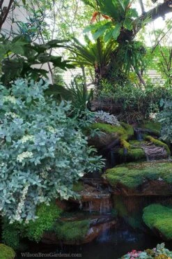 Woodlanders Blue Dusty Zenobia (Honeycup) - 1 Gallon Pot 13 Woodlanders Blue Dusty Zenobia (Honeycup) - 1 Gallon Pot -Wilson Bros Gardens zenobia woodlanders blue 25