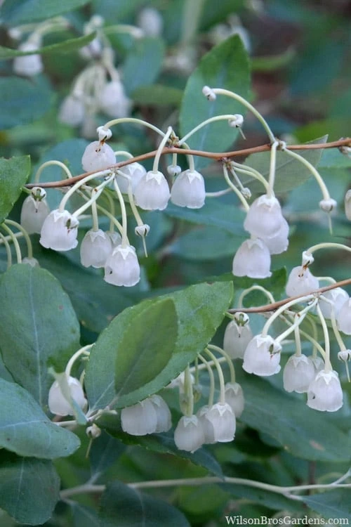 Woodlanders Blue Dusty Zenobia (Honeycup) - 1 Gallon Pot 3 Woodlanders Blue Dusty Zenobia (Honeycup) - 1 Gallon Pot