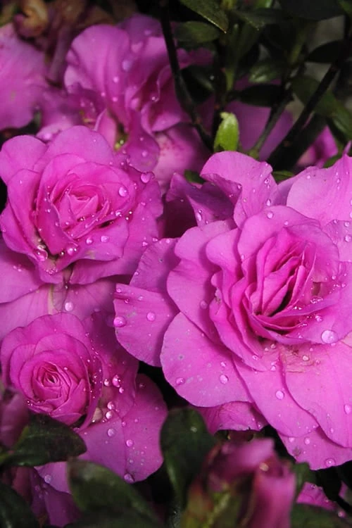 Front Page -Wilson Bros Gardens Azalea Amelia Rose 2