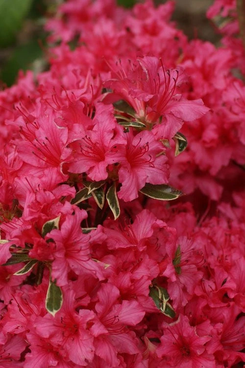 Front Page -Wilson Bros Gardens azalea arctic rose 6