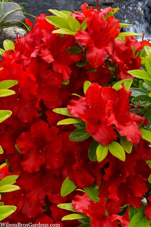 Front Page -Wilson Bros Gardens azalea buccaneer 1