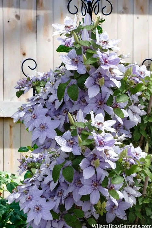 Front Page 22 Front Page -Wilson Bros Gardens clematis bernadine 5