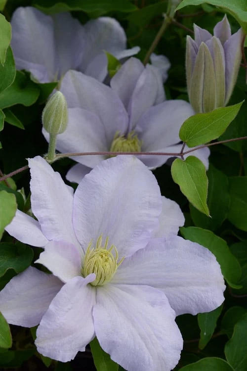 Front Page 20 Front Page -Wilson Bros Gardens clematis chelsea 4