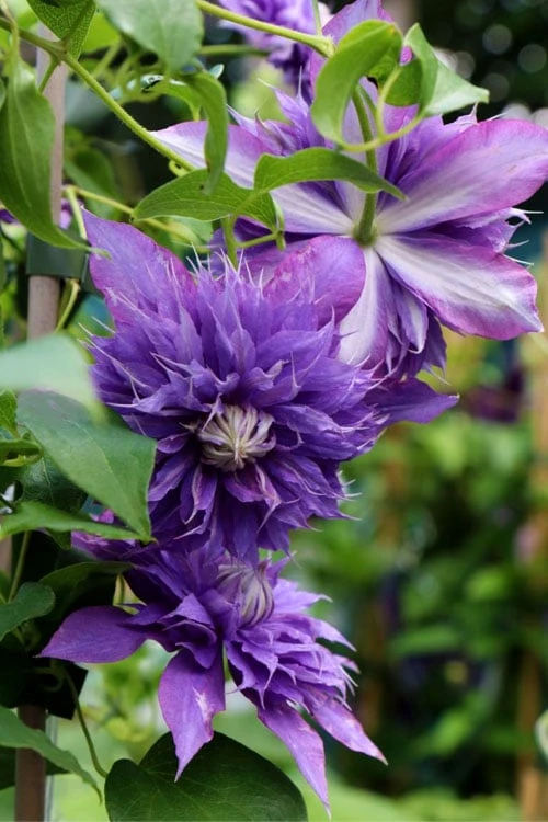Front Page 19 Front Page -Wilson Bros Gardens clematis diamantina 1